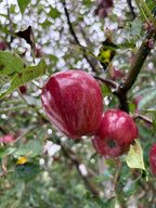 Red one Apples
